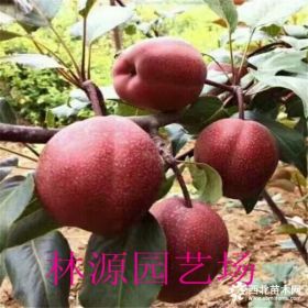 嫁接梨樹(shù)苗品種 新梨7號(hào)梨樹(shù)苗基地