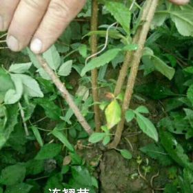 连翘苗价格 连翘种植效益 3个头连翘苗