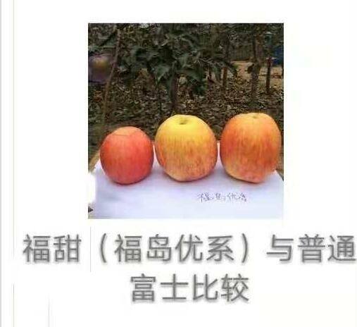 福甜蘋果苗