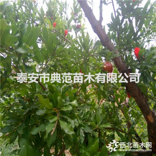 石榴树103