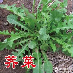 野菜种子济南批发 大叶荠菜种子