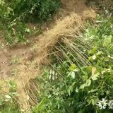 原生花椒苗厂家  花椒苗种植