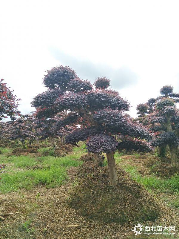 紅花繼木樁