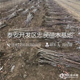 甜红子山楂苗什么价格 甜红子山楂苗哪里有卖的