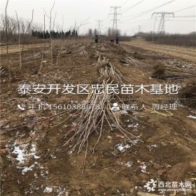 山楂树苗批发价格 山楂树苗哪里有卖的