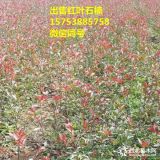 哪里有賣(mài)紅葉石楠苗，50公分紅葉石楠苗多少錢(qián)一棵