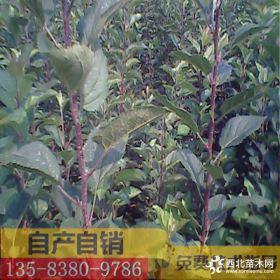 瑞阳苹果树苗什么价格 1米以上瑞阳苹果树小苗多少钱一棵