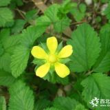 三葉委菱菜種植批發(fā)