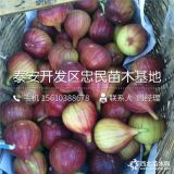 无花果树苗价格 批发无花果树苗价格 出售无花果树苗基地