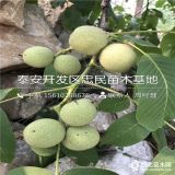 2019年核桃樹(shù)苗價(jià)格 出售核桃樹(shù)苗基地 核桃樹(shù)苗多少錢(qián)