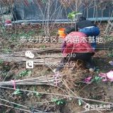 车厘子樱桃苗、车厘子樱桃树苗多少钱一棵