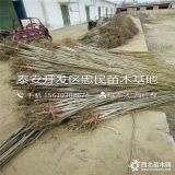 核桃树苗多少钱一棵 核桃树苗基地 山东核桃树苗批发