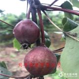 求購(gòu)梨樹(shù)苗哪里有 梨樹(shù)苗基地 出售梨樹(shù)苗多少錢(qián)一棵