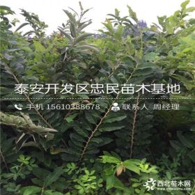 板栗树苗批发 山东板栗树苗基地 板栗树苗多少钱