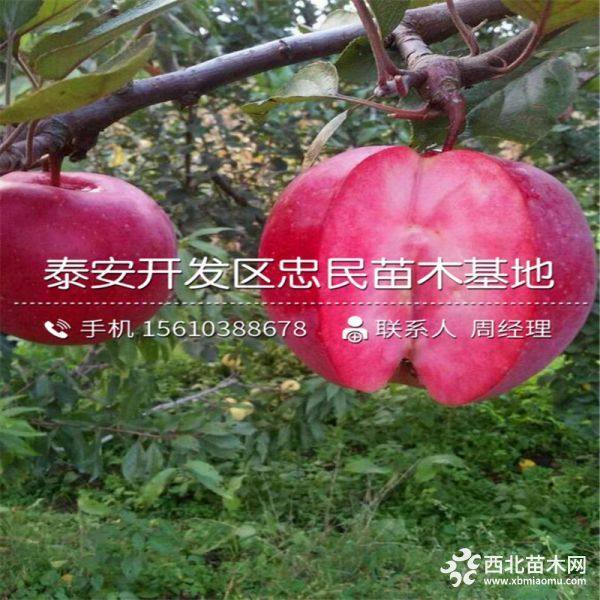 红心苹果苗