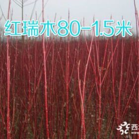 秋季大量出售衛(wèi)矛 H:40-60金葉女貞 保定市園林基地