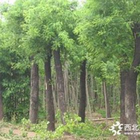 山东国槐价格 国槐种植繁育基地