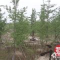 湖北10公分銀杏基地 10公分專業(yè)種植基地