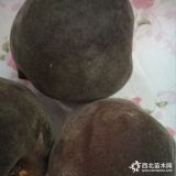 新品种桃苗多少钱一棵_黑桃苗_黑桃甜品种介绍