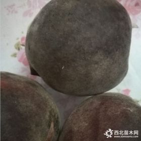 桃苗新品種_黑桃樹_黑桃苗良種