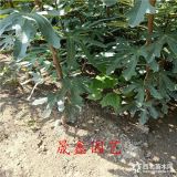 批发无花果苗基地哪里有 无花果苗多少钱一棵 波姬红价格多少钱