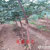 布兰瑞克无花果苗哪里有 无花果苗基地批发价格 无花果苗基地