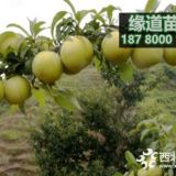 蜂糖李苗种植技术2019蜂糖李苗报价