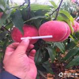 桃樹苗多少錢一棵,桃樹苗批發(fā)價(jià)格是多少