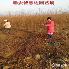 秋姬李子树苗各种规格报价，秋姬李子嫁接苗便宜基地