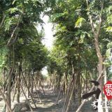 重慶10公分樸樹(shù)種植基地 10公分樸樹(shù)價(jià)格