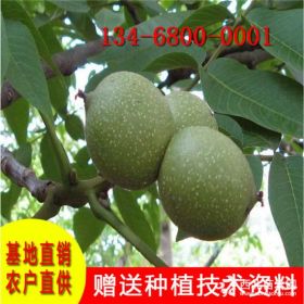 香玲核桃苗價(jià)格、清香核桃苗、遼核1號(hào)核桃苗多少錢一棵