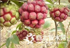 基地开发种植布福娜果苗黑老虎苗高产质优