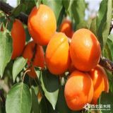 風(fēng)味玫瑰杏樹苗種植管理技術(shù)