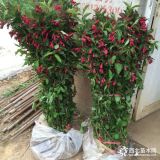 紅王子錦帶工程苗、種植基地 紅王子錦帶色塊苗