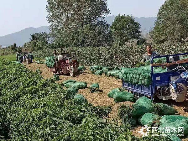 麥冬草工程苗