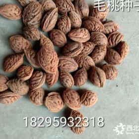 大量供应毛桃核种子