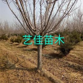 樱花 地径量15公分樱花基地 哪里有15公分樱花卖？