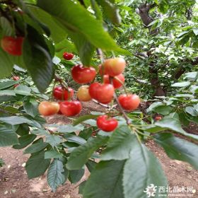 早大果樱桃苗的种植管理