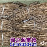 四年生牡丹苗  牡丹苗 油用牡丹苗 紫斑牡丹苗