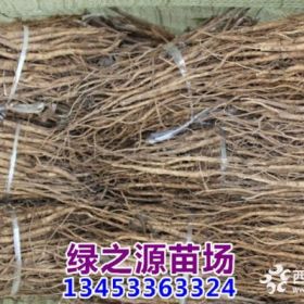 四年生牡丹苗  牡丹苗 油用牡丹苗 紫斑牡丹苗