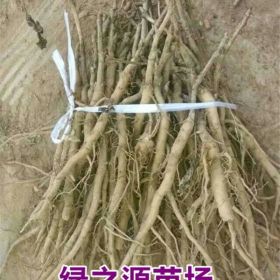 山西油用牡丹苗批發(fā)  牡丹苗  紫斑牡丹苗