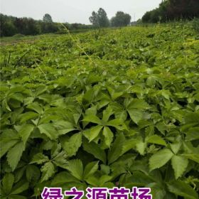 一年牡丹苗價(jià)格行情二年生 油用牡丹苗