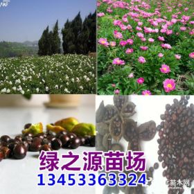 芍藥花苗、藥用芍藥苗批發(fā)秋季芍藥種植