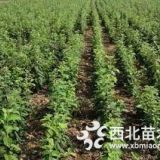 1年翅果油苗 2年翅果油苗價(jià)格 山西翅果油苗