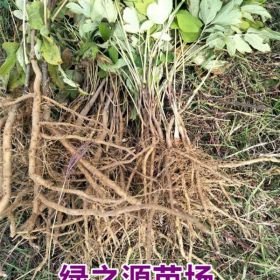 油用牡丹苗行情 2年生油用牡丹苗多少钱 牡丹基地