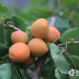 大扁杏樹(shù)苗 大扁杏苗產(chǎn)地報(bào)價(jià) 遼寧價(jià)格