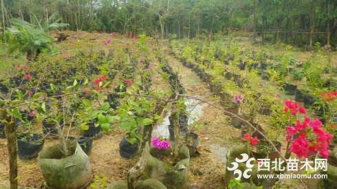 三角梅花多大  批发价  基地直销