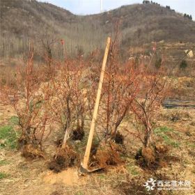 5年蓝莓苗价格 五年蓝莓苗报价 5年蓝莓苗基地