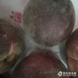 桃树苗品种什么好