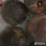 桃树苗新品种批发_黑桃树苗价格